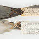 Image: Carl Fuldner and Shane DuBay, The University of Chicago and The Field Museum